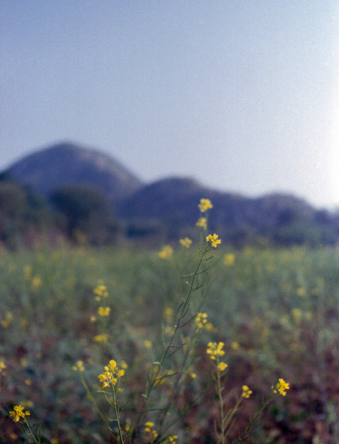 Field
