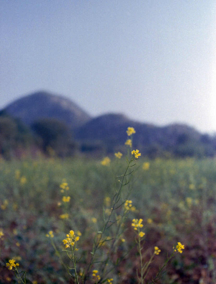 Field